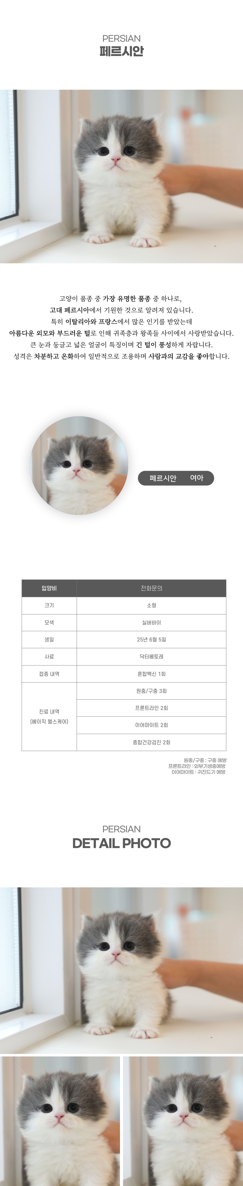 페르시안_상세이미지_2